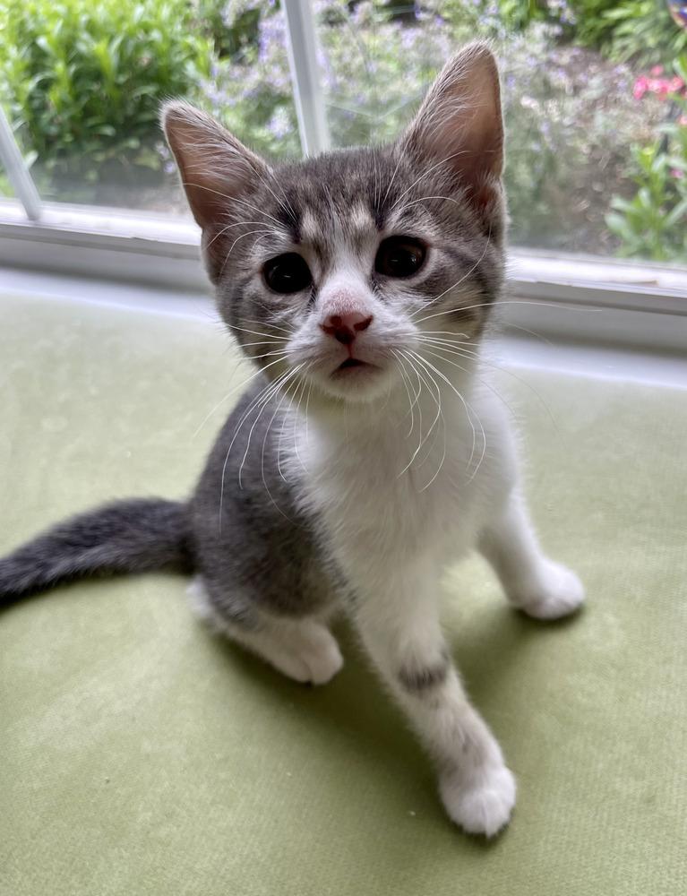 Enlarge Windy, a Adoptable mixed breed in Columbus, OH image 1/1