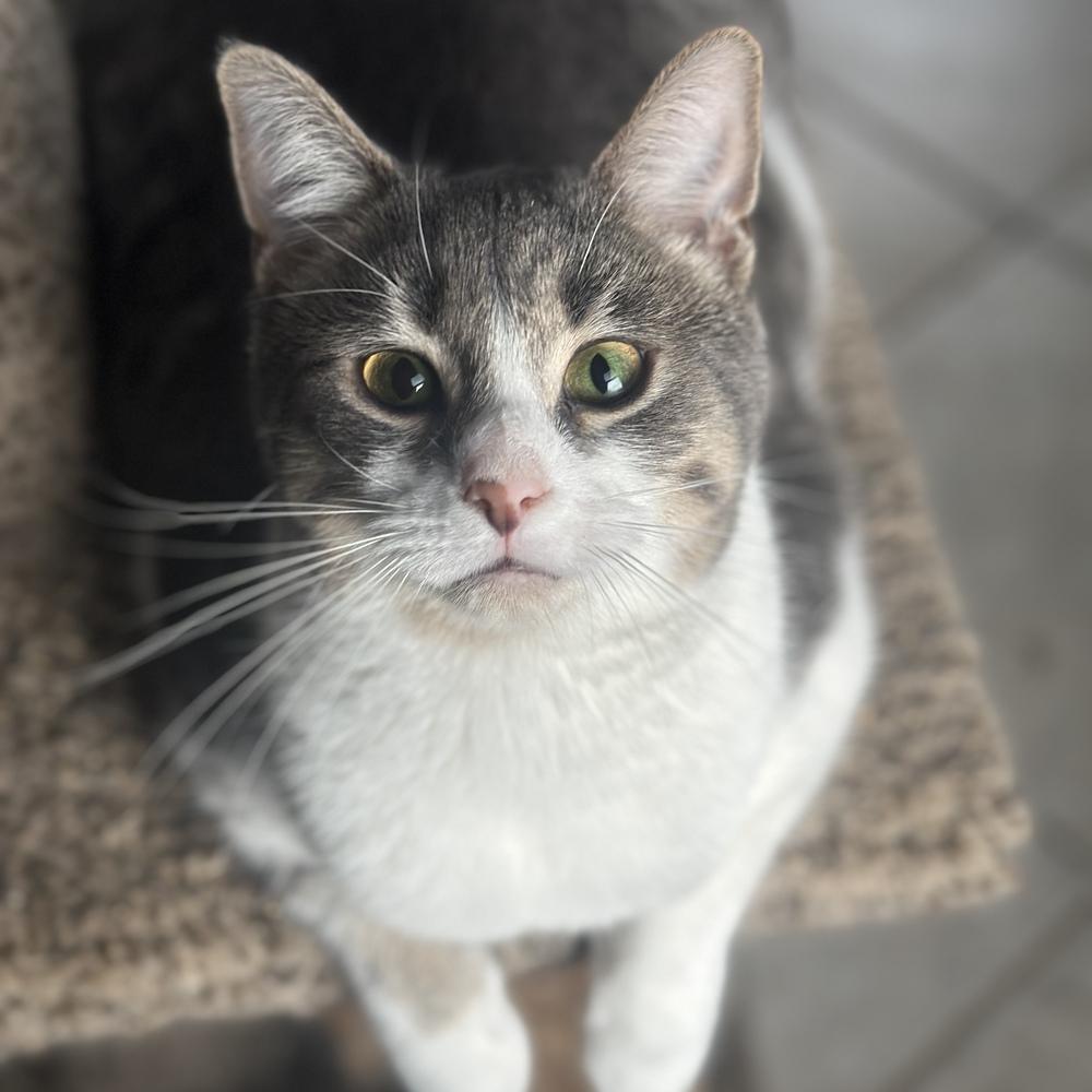 Enlarge Windy, a Adoptable mixed breed in Columbus, OH image 5/5