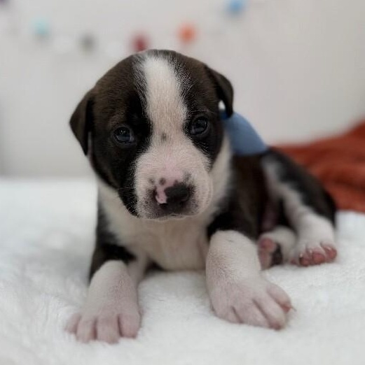 Enlarge George Washington Bridge, a Adoptable mixed breed in Blaine, WA image 3/6
