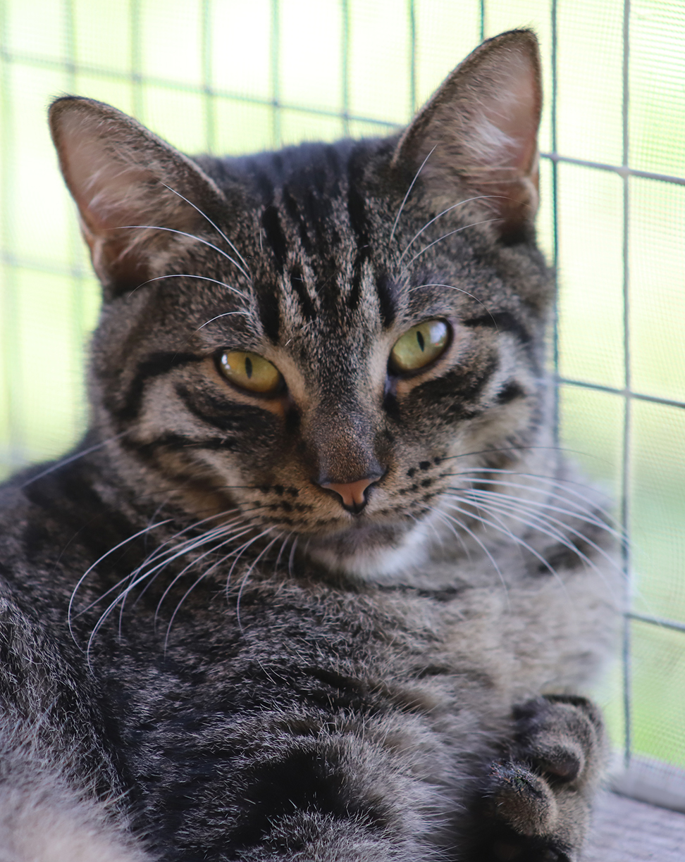 Enlarge Starburst, a Adoptable Domestic Short Hair in North Fort Myers, FL image 1/3