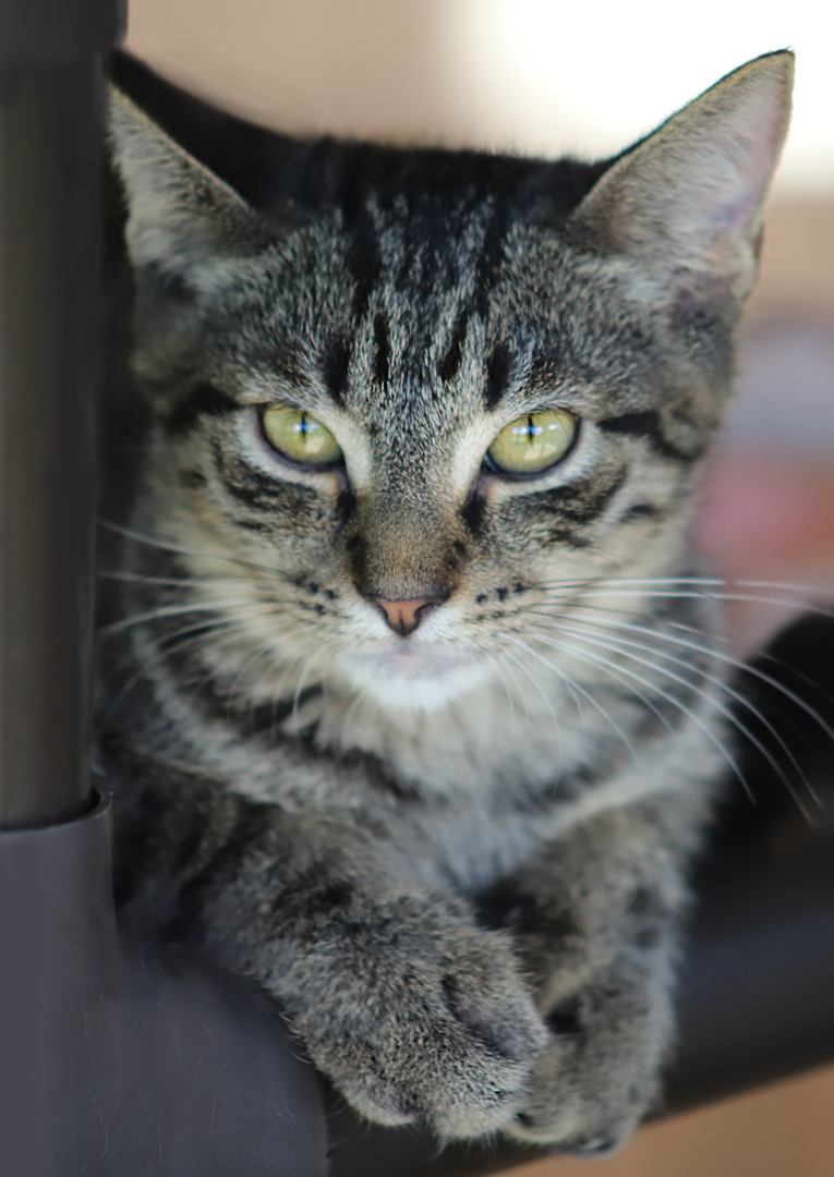 Enlarge Starburst, a Adoptable Domestic Short Hair in North Fort Myers, FL image 2/3