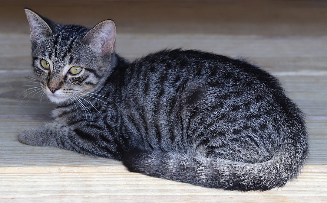 Enlarge Starburst, a Adoptable Domestic Short Hair in North Fort Myers, FL image 3/3