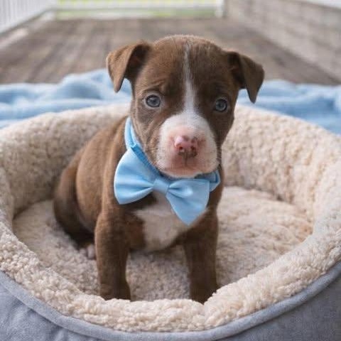 Enlarge Lux, a Adoptable American Staffordshire Terrier in Salem, VA image 4/6