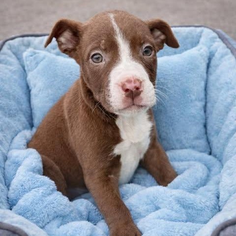 Enlarge Lux, a Adoptable American Staffordshire Terrier in Salem, VA image 2/6