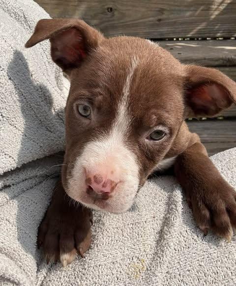 Enlarge Lux, a Adoptable American Staffordshire Terrier in Salem, VA image 6/6