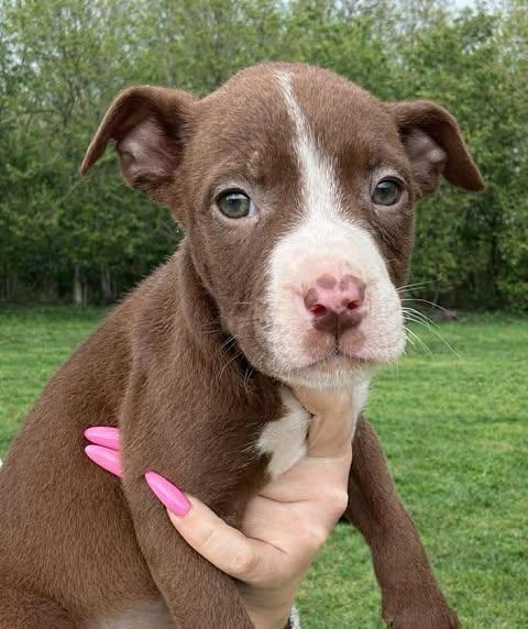Enlarge Lux, a Adoptable American Staffordshire Terrier in Salem, VA image 5/6