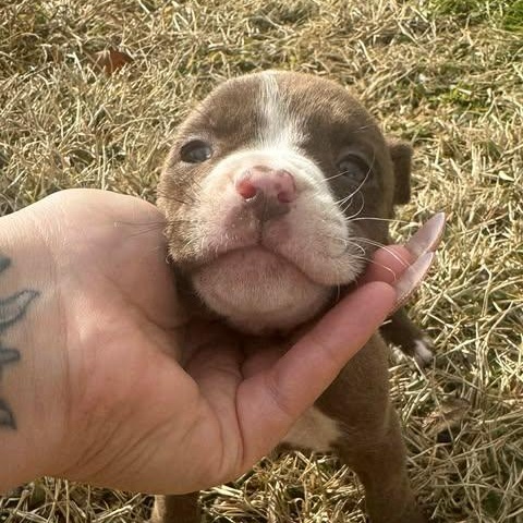 Enlarge Lux, a Adoptable American Staffordshire Terrier in Salem, VA image 3/6