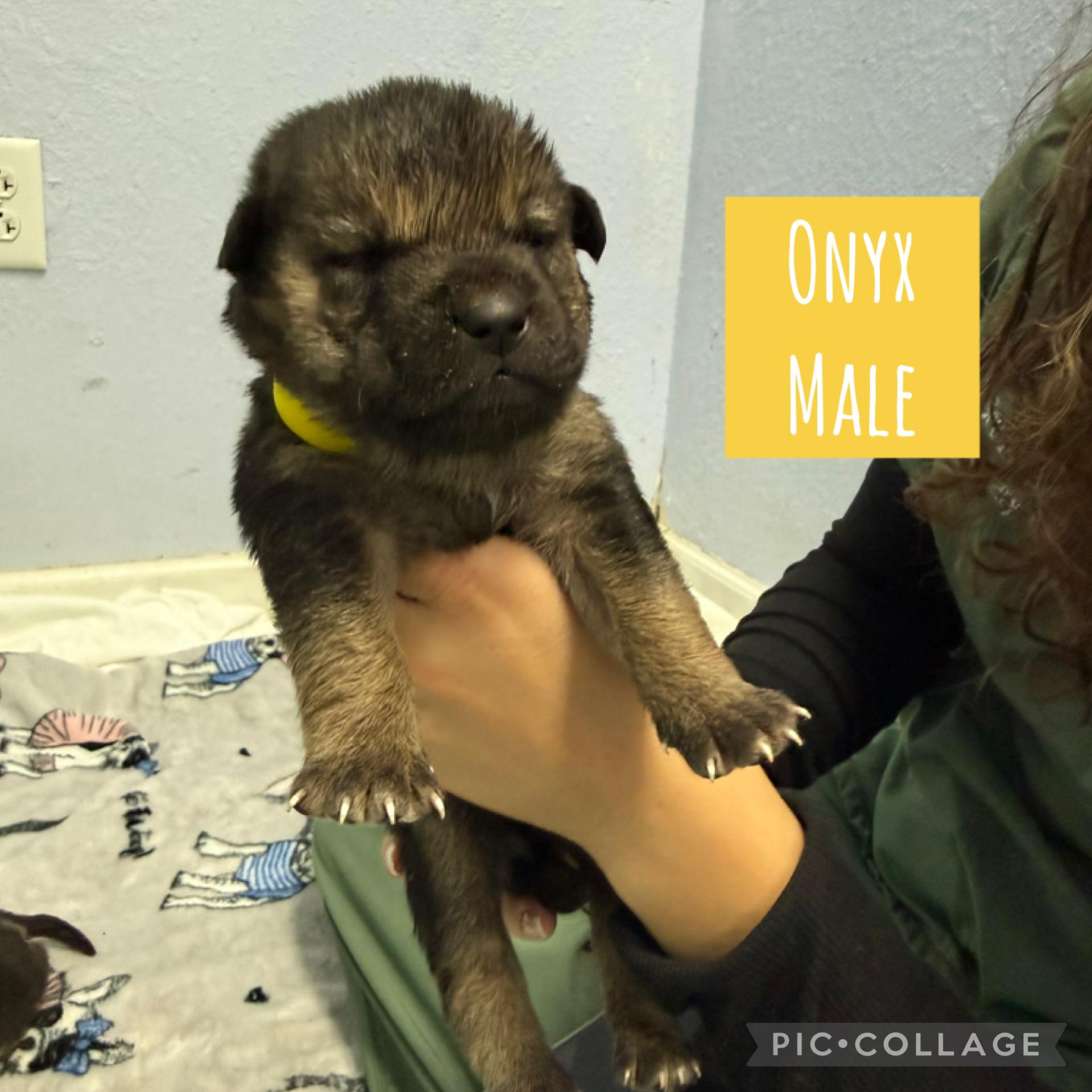 Meet the Gemstone Boys — Ready to go home mid-December!, an adoptable Mixed Breed in Houlton, ME, 04730 | Photo Image 4