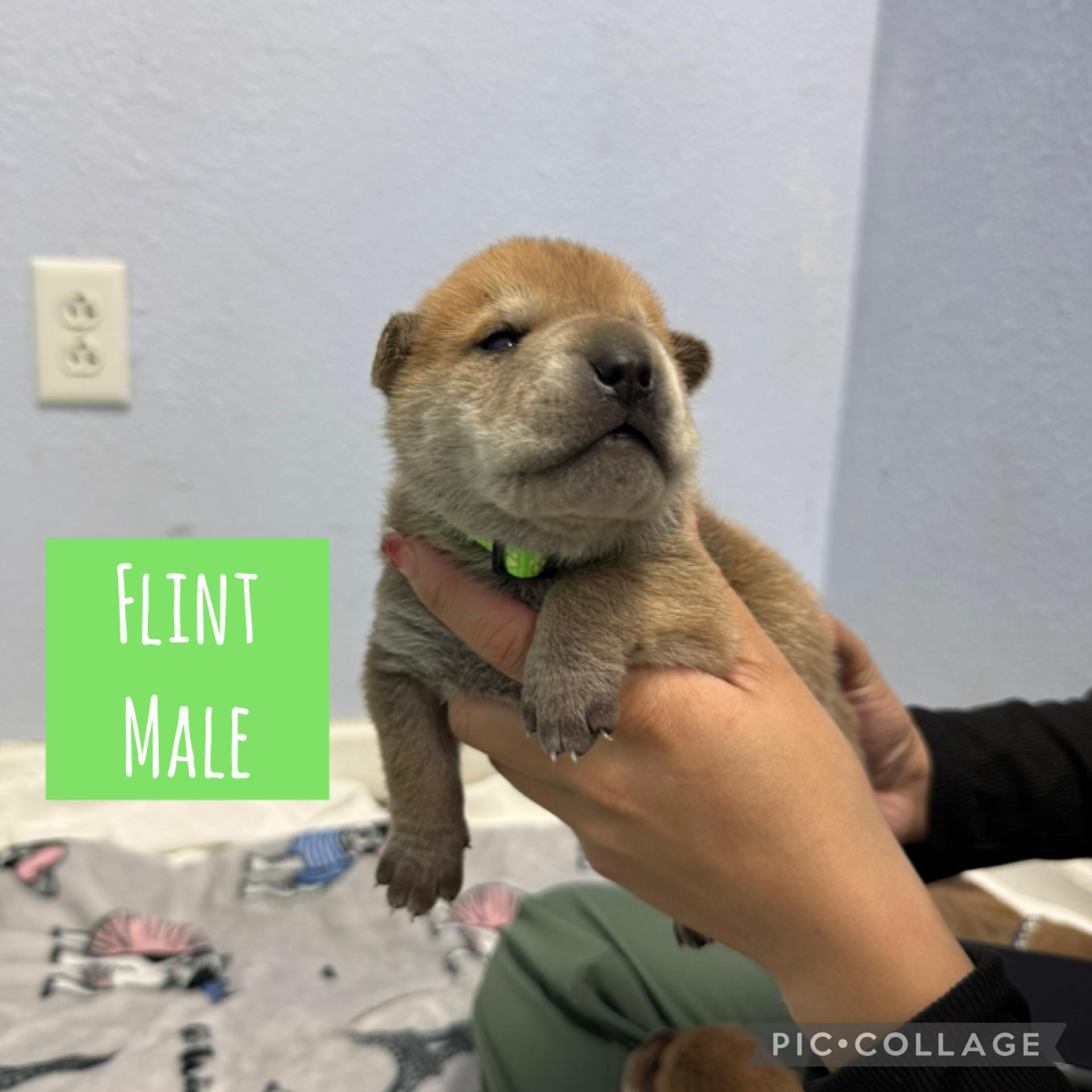 Meet the Gemstone Boys — Ready to go home mid-December!, an adoptable Mixed Breed in Houlton, ME, 04730 | Photo Image 5