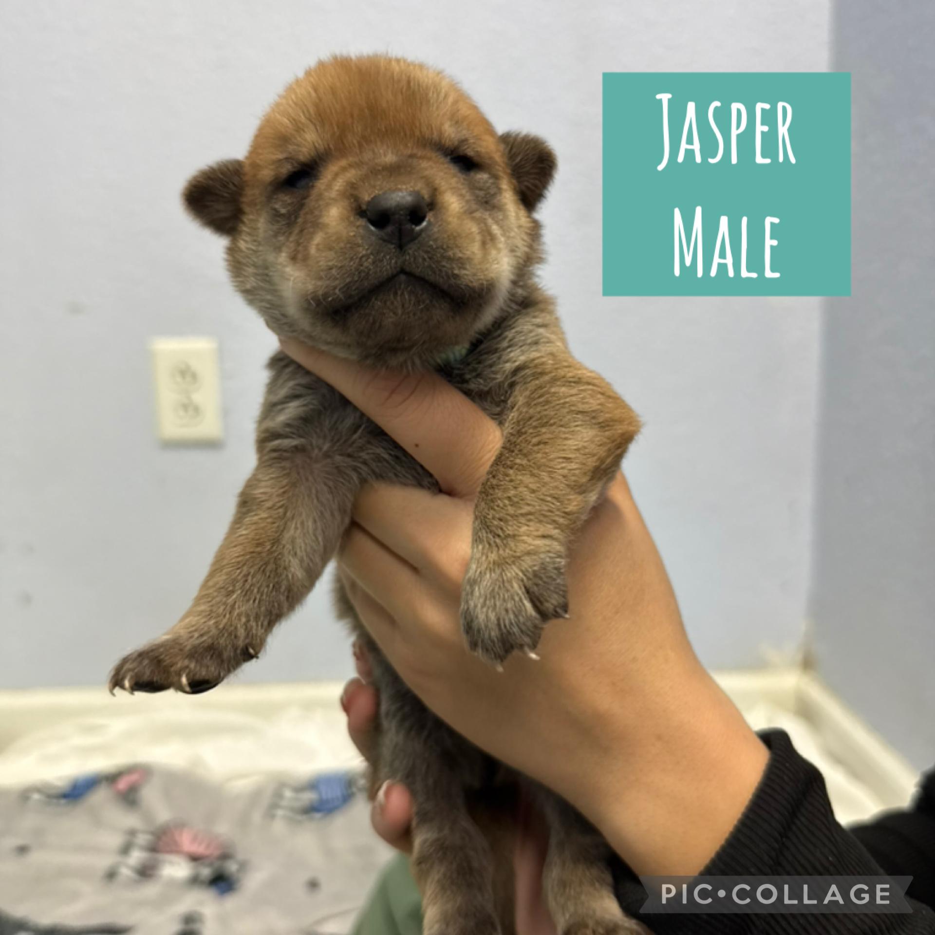 Meet the Gemstone Boys — Ready to go home mid-December!, an adoptable Mixed Breed in Houlton, ME, 04730 | Photo Image 3