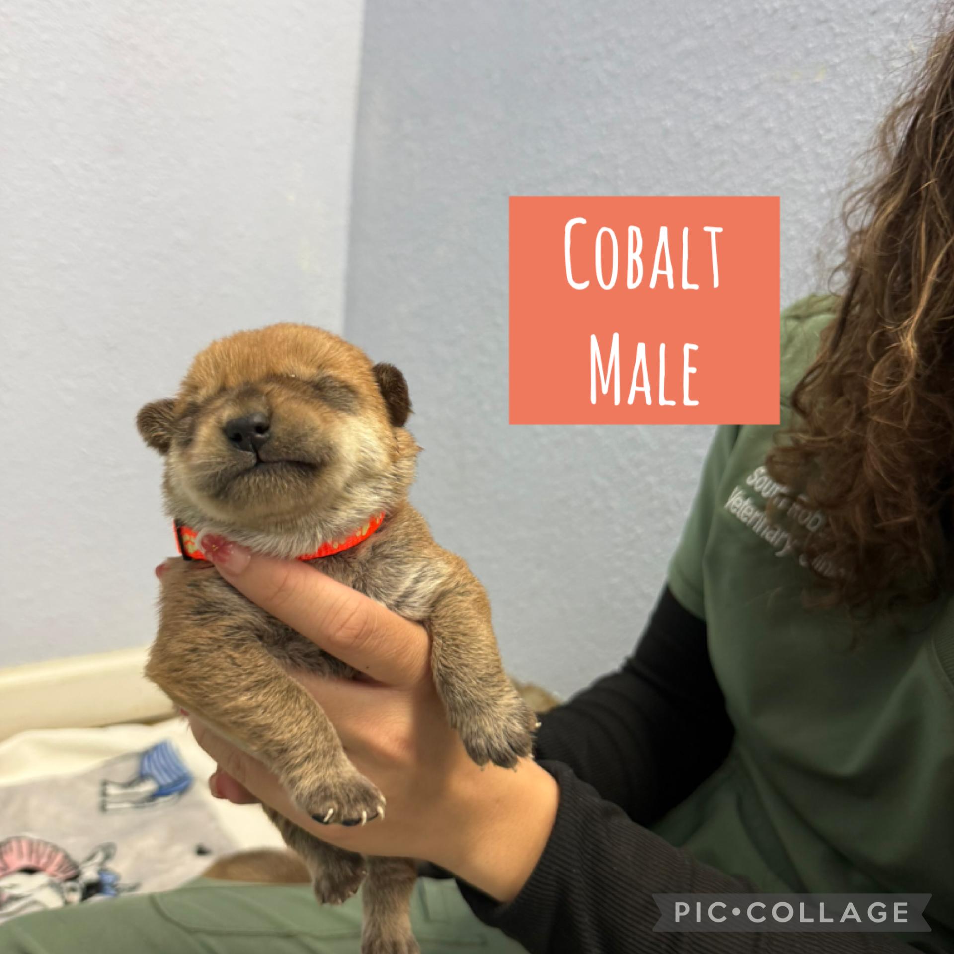 Meet the Gemstone Boys — Ready to go home mid-December!, an adoptable Mixed Breed in Houlton, ME, 04730 | Photo Image 2