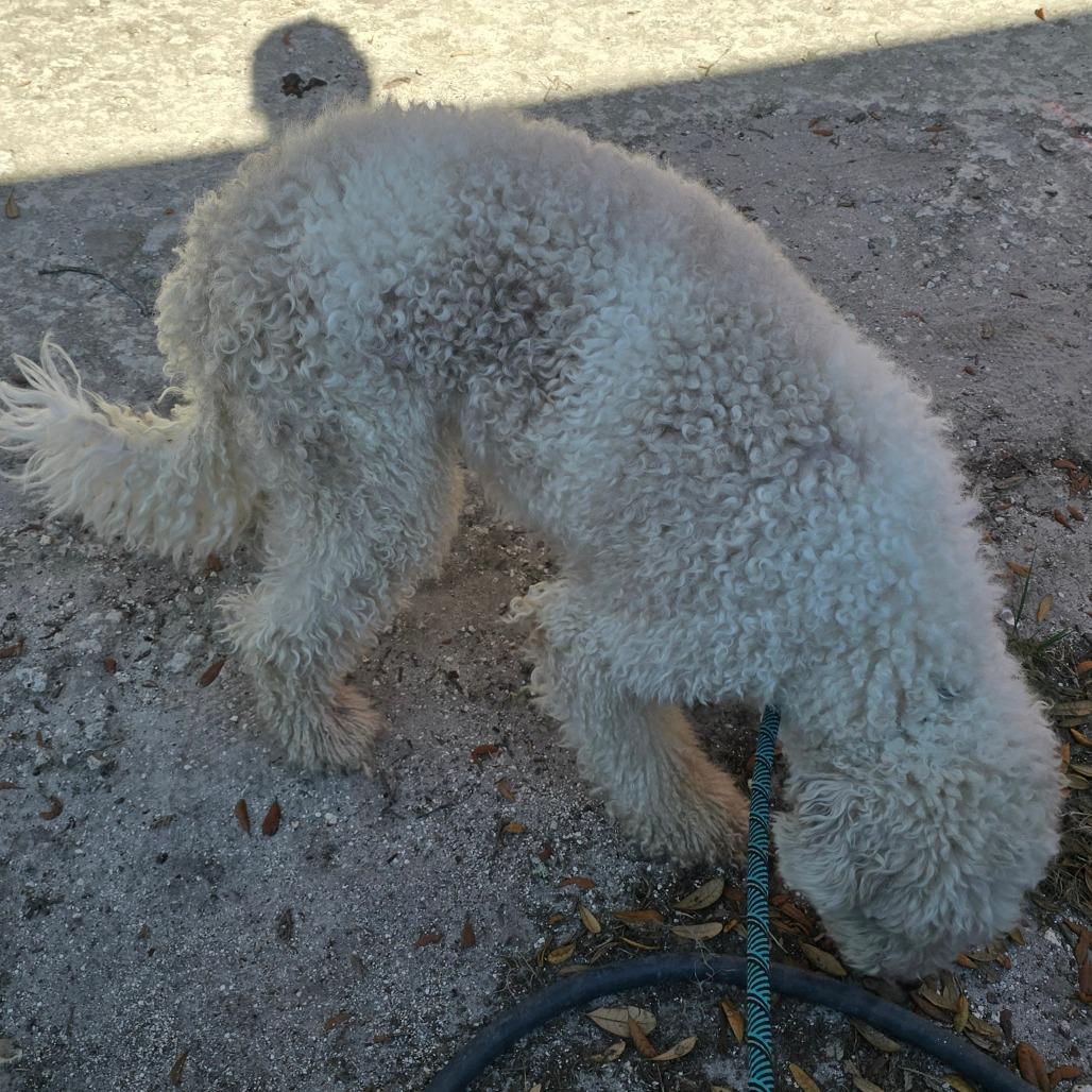Enlarge Wayland, a Adoptable mixed breed in Williston, FL image 1/3