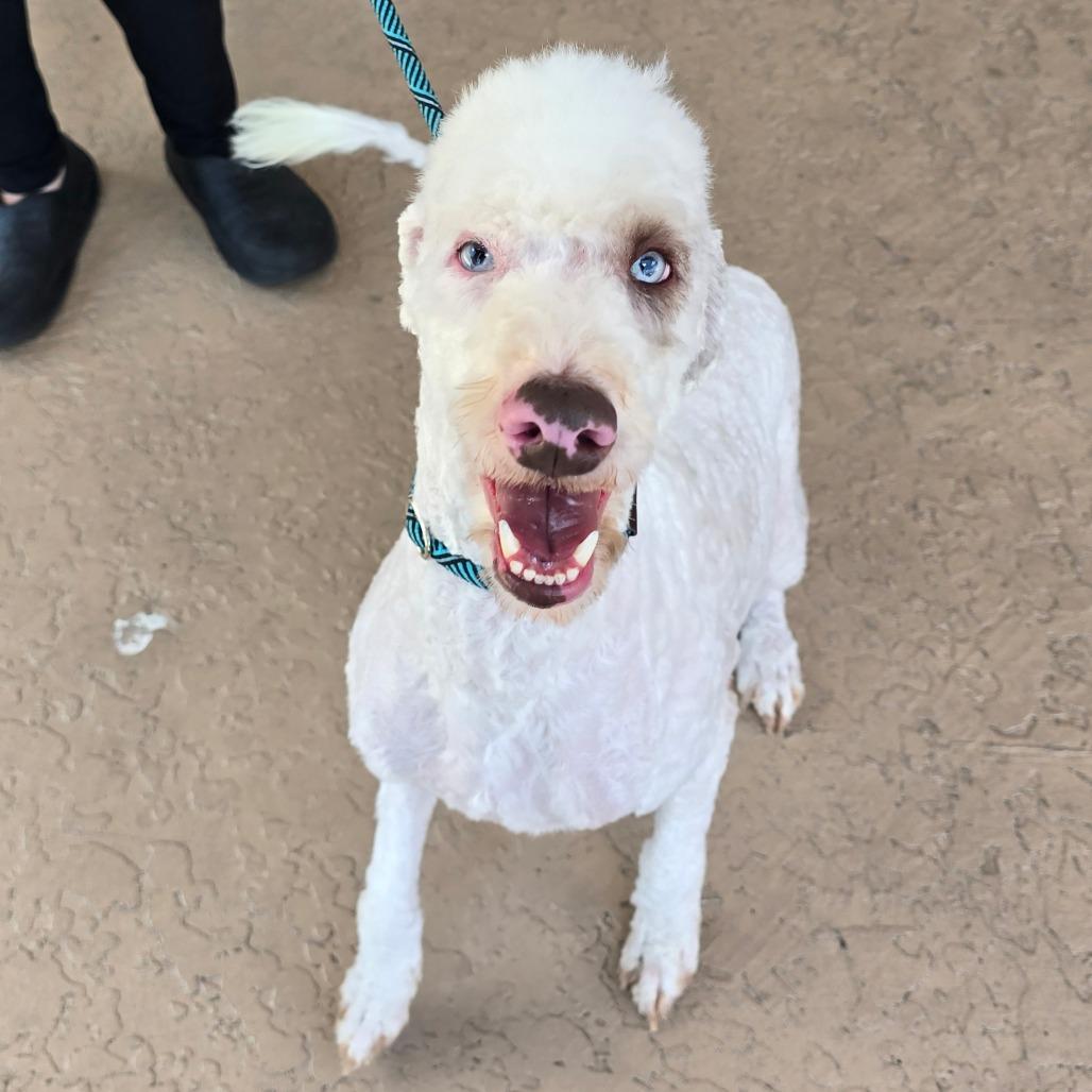Enlarge Wayland, a Adoptable mixed breed in Williston, FL image 2/3