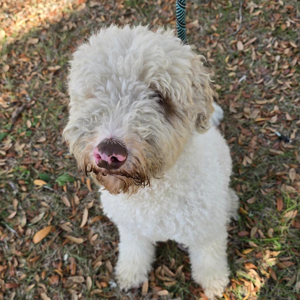 Enlarge Wayland, a Adoptable mixed breed in Williston, FL image 3/3