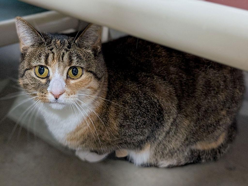 Enlarge April, a Adoptable Dilute Calico in Powell, OH image 1/2