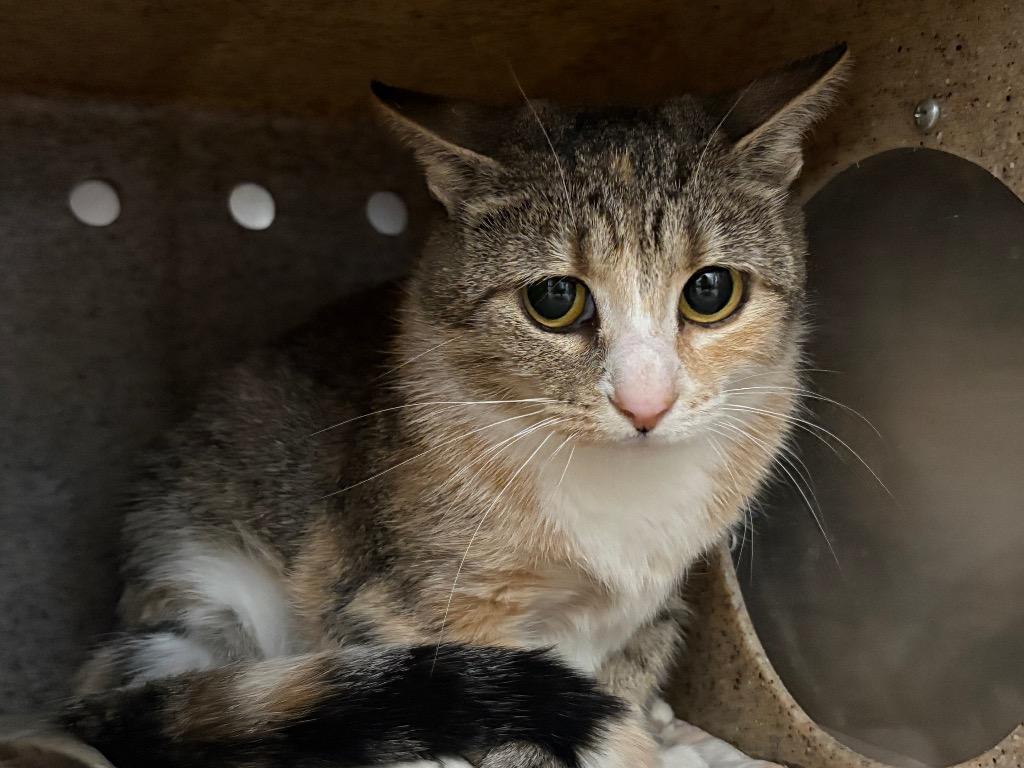 Enlarge April, a Adoptable Dilute Calico in Powell, OH image 2/2