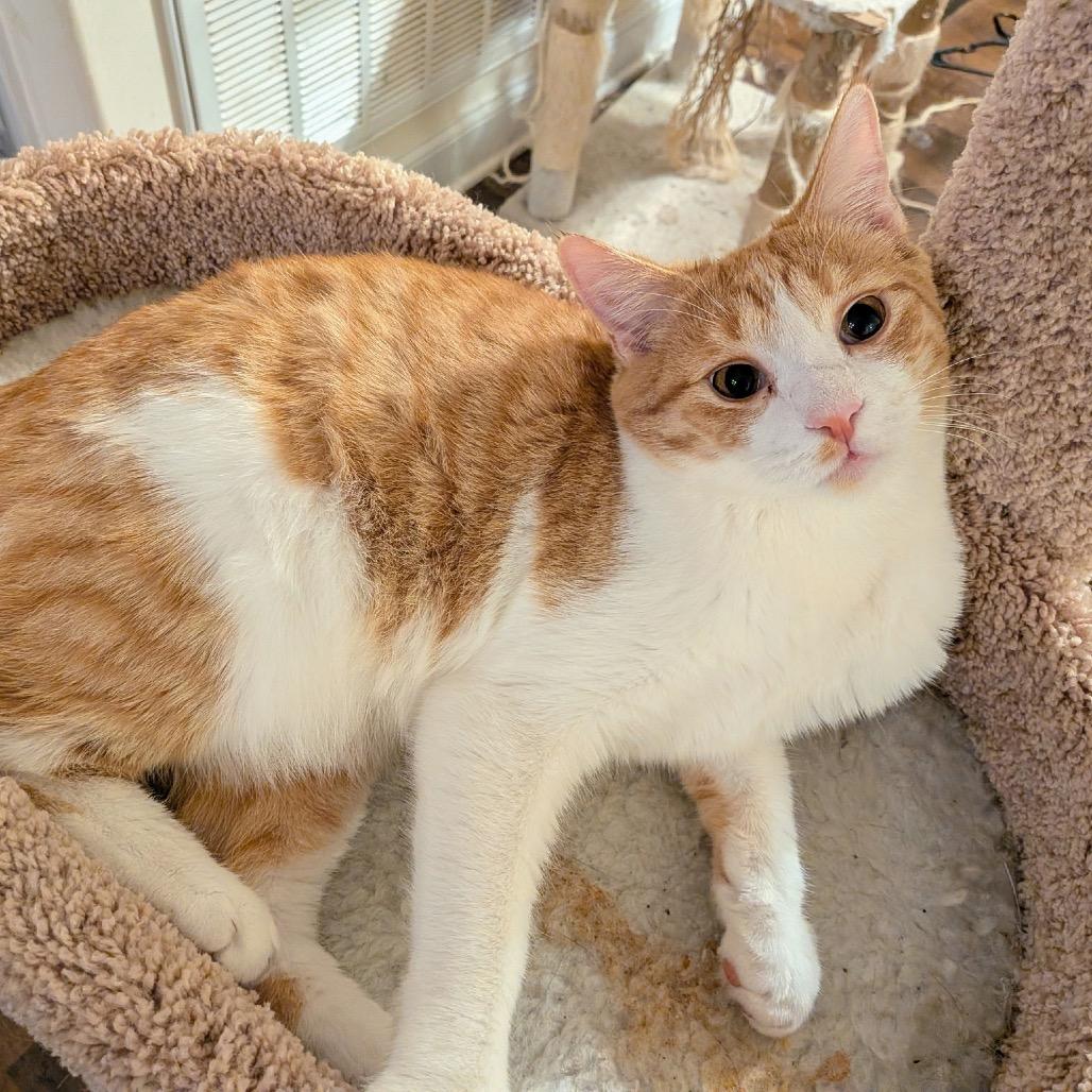 Enlarge Dipper, a Adoptable Domestic Short Hair in Huntsville, AL image 1/3