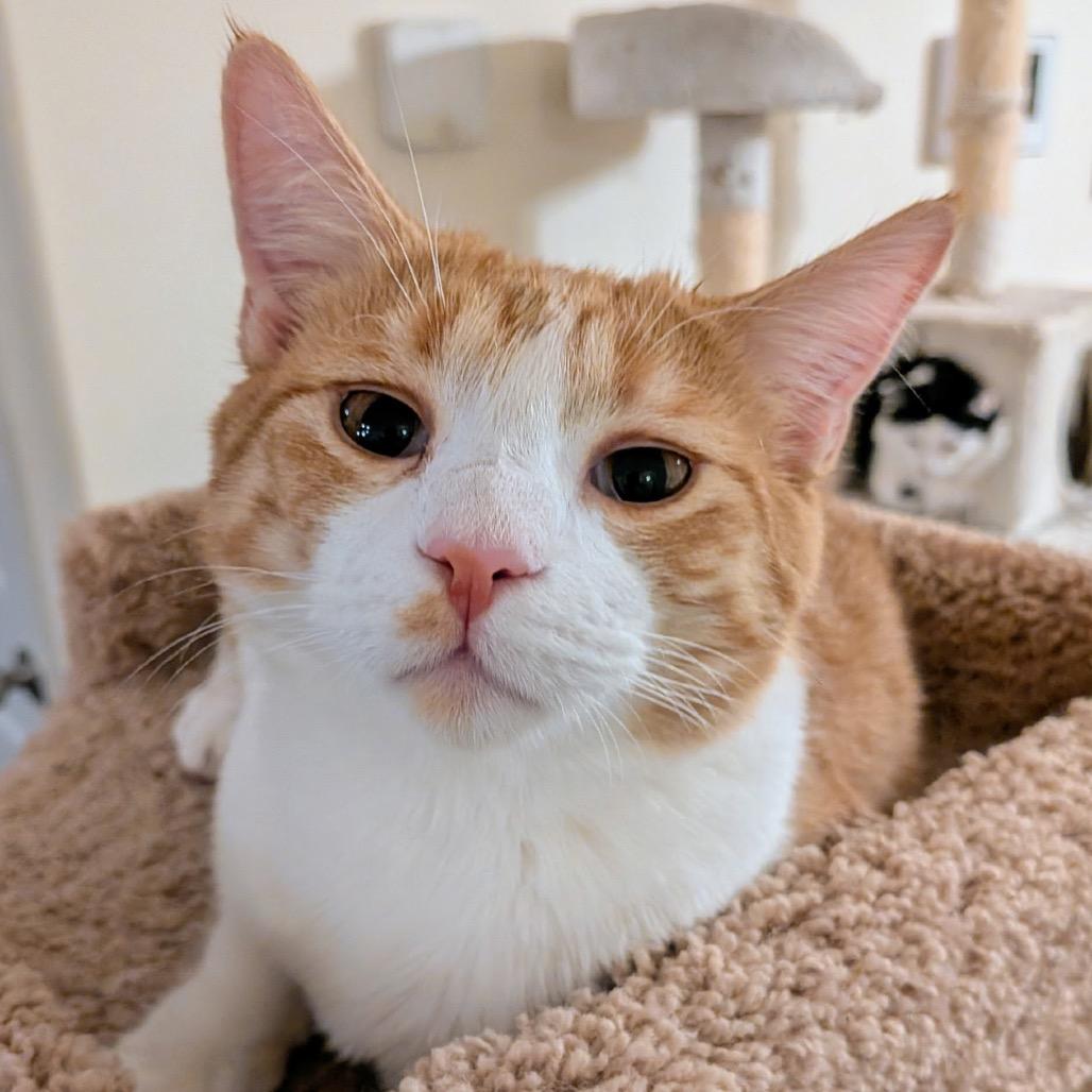 Enlarge Dipper, a Adoptable Domestic Short Hair in Huntsville, AL image 2/3