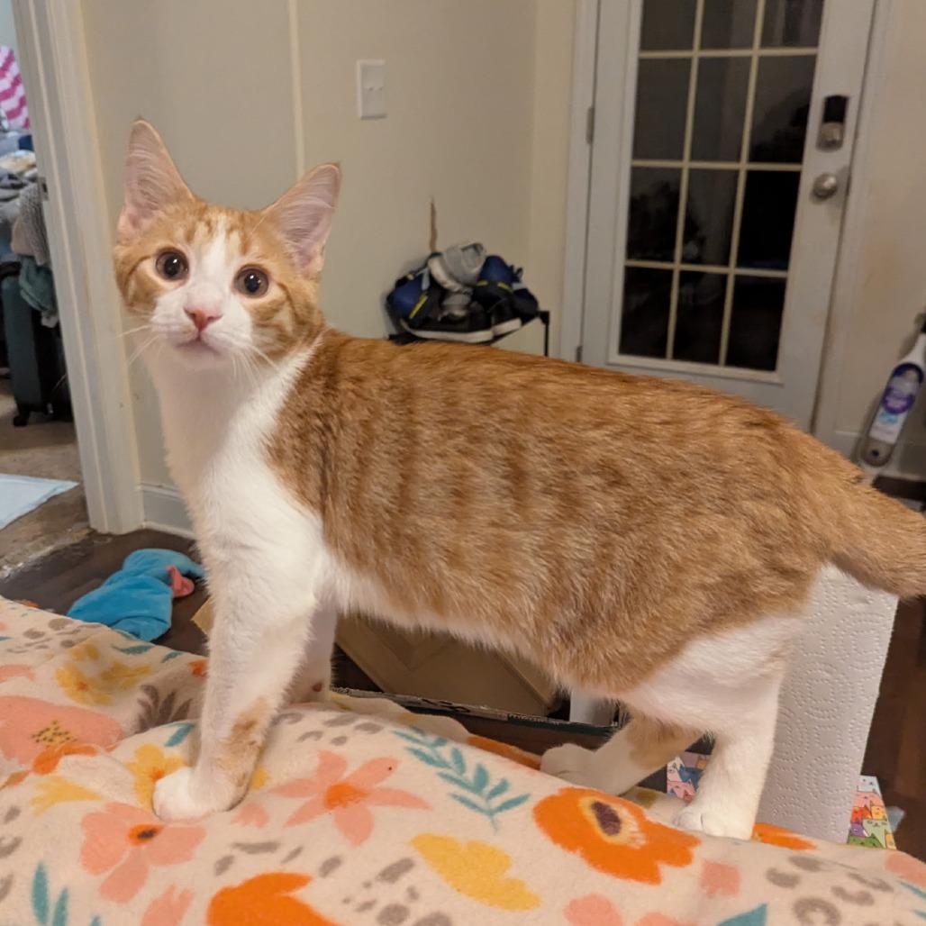 Dipper, Adoptable, Young Male Domestic Short Hair.