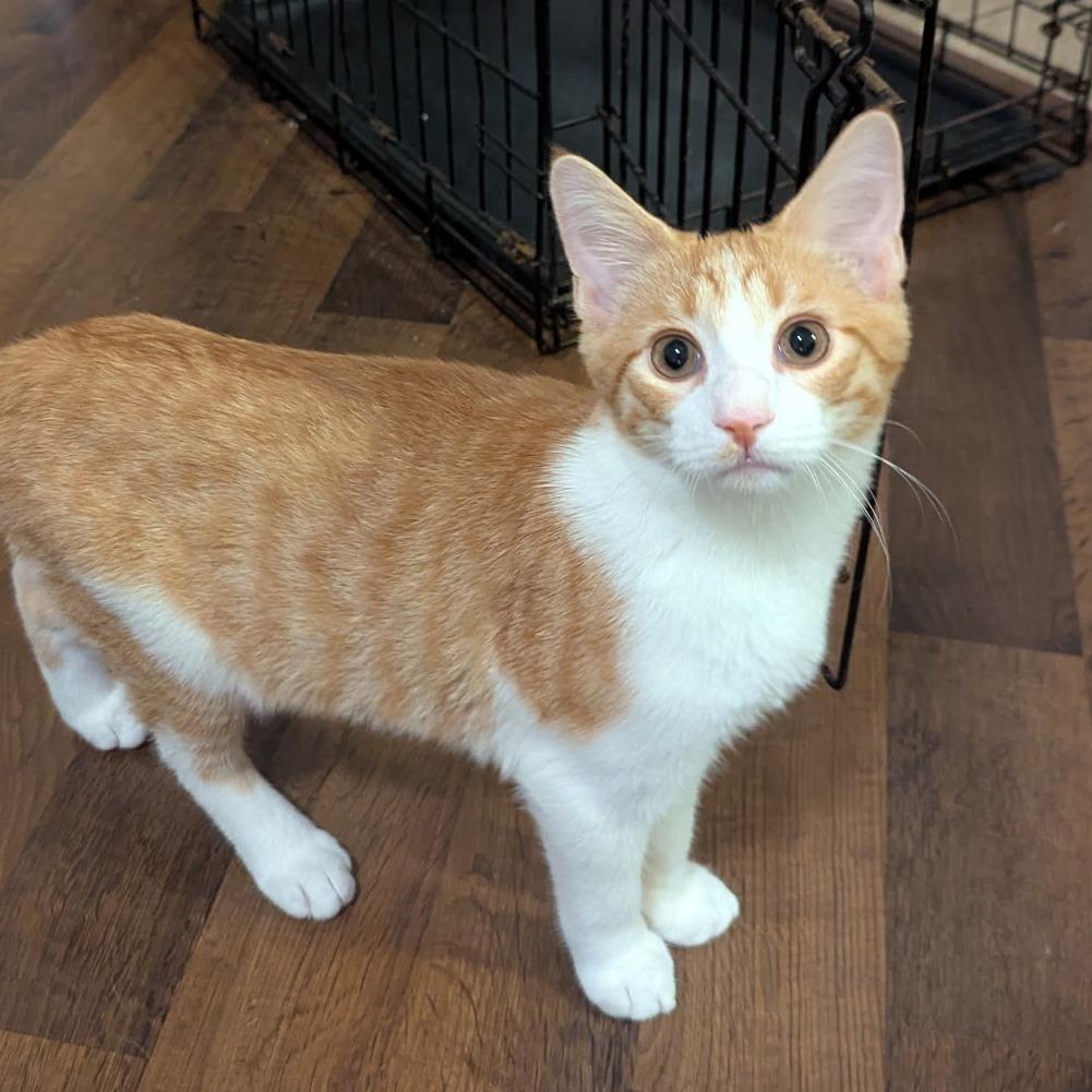 Dipper, a Adoptable Domestic Short Hair in Huntsville, AL image 3/3