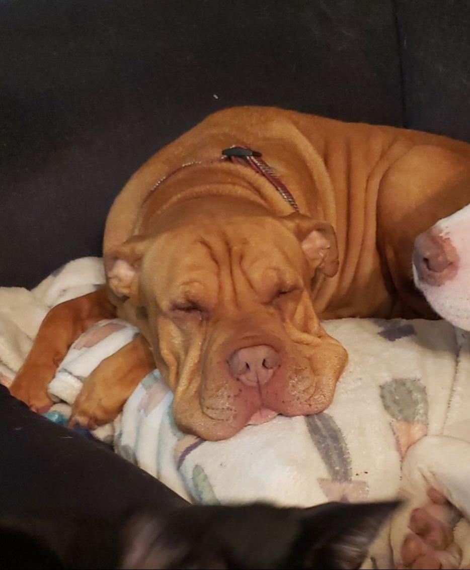 Peach ~~ Good with Cats!  COURTESY LISTING, Adopted, Adult Female Shar-Pei & Pit Bull Terrier.