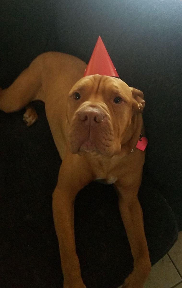 Enlarge Peach ~~ Good with Cats!  COURTESY LISTING, a Adopted mixed breed in St. Petersburg, FL image 3/5