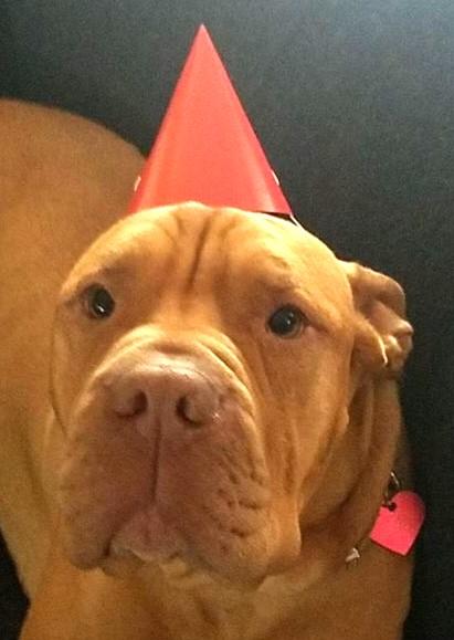 Enlarge Peach ~~ Good with Cats!  COURTESY LISTING, a Adopted mixed breed in St. Petersburg, FL image 4/5