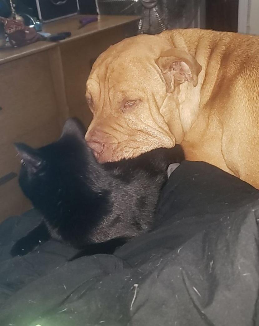 Enlarge Peach ~~ Good with Cats!  COURTESY LISTING, a Adopted mixed breed in St. Petersburg, FL image 5/5