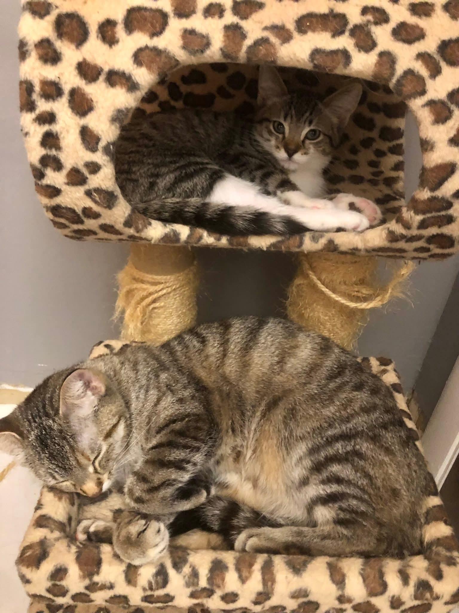 Enlarge Dazey, an adopted Domestic Short Hair in Johnsburg, IL image 3/3