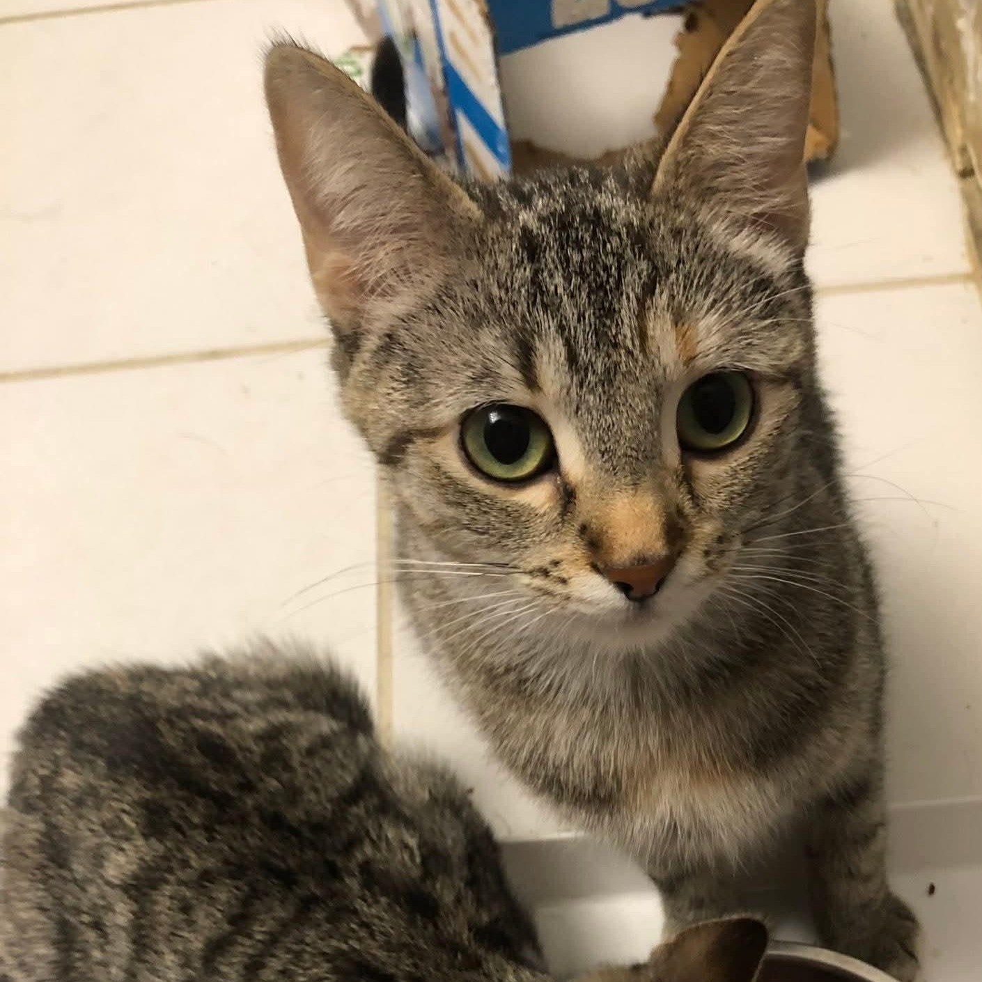 Enlarge Dazey, an adopted Domestic Short Hair in Johnsburg, IL image 2/3