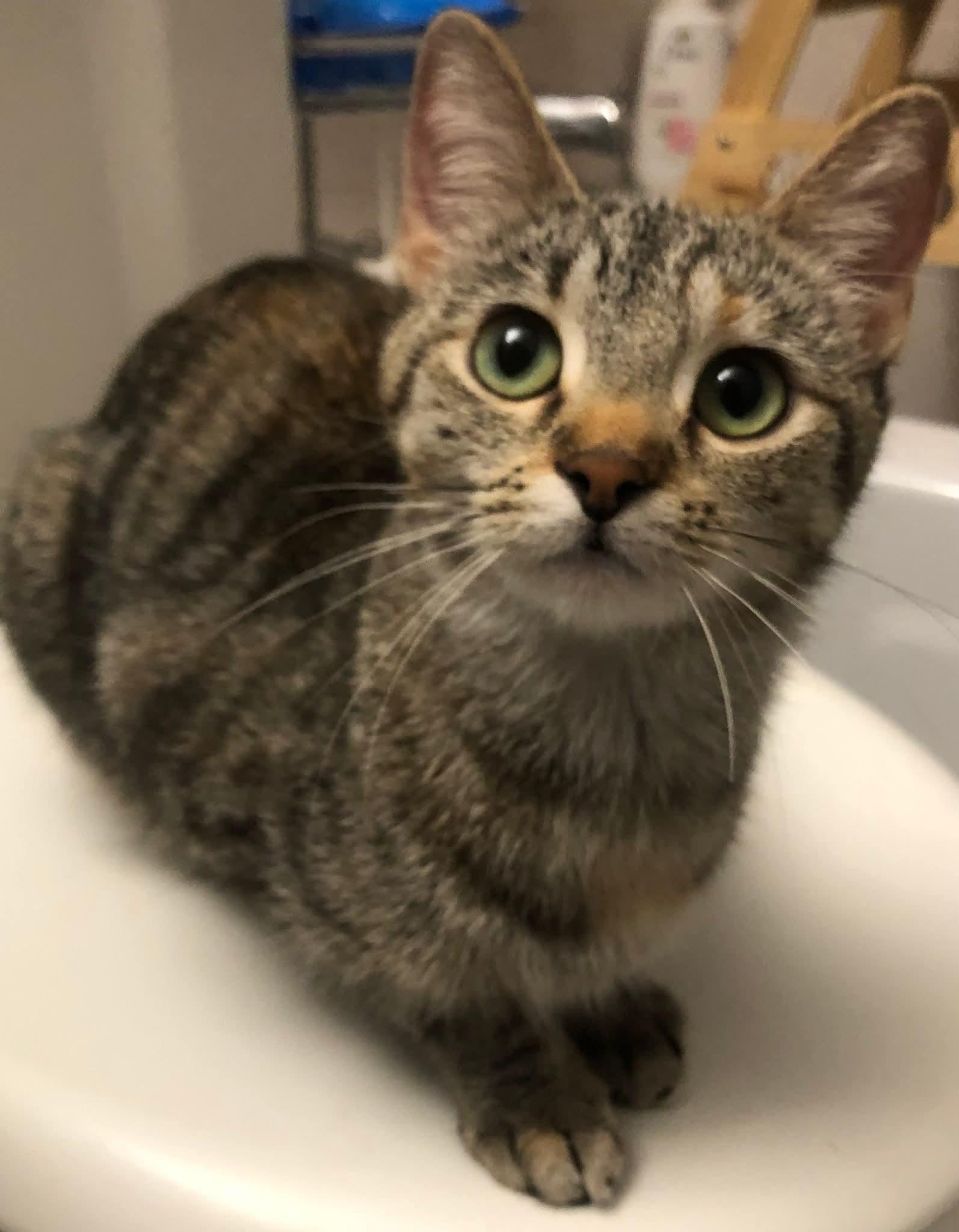 Enlarge Dazey, an adopted Domestic Short Hair in Johnsburg, IL image 1/3