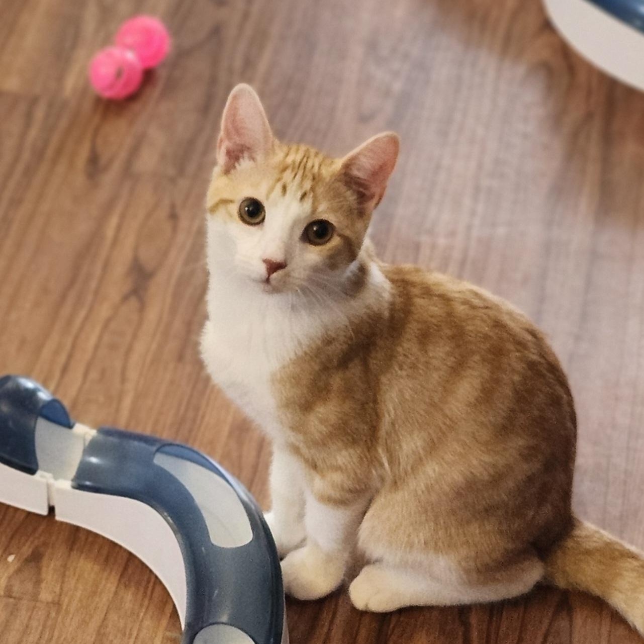 Enlarge Clark, a Adoptable mixed breed in Wild Rose, WI image 2/6