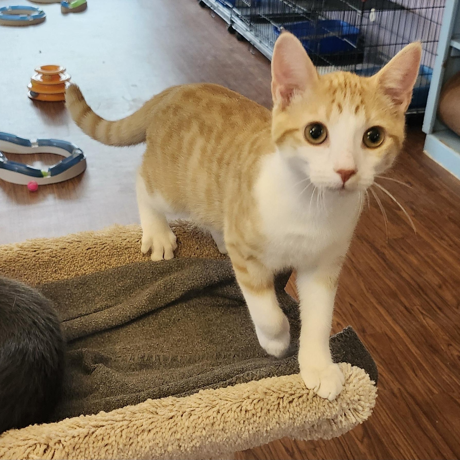 Enlarge Clark, a Adoptable mixed breed in Wild Rose, WI image 6/6