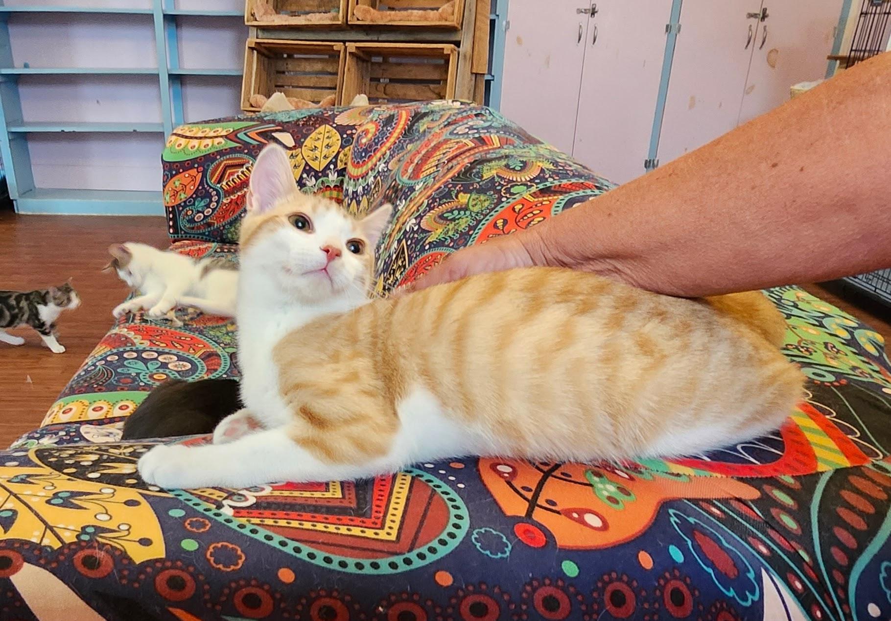 Enlarge Clark, a Adoptable mixed breed in Wild Rose, WI image 3/6