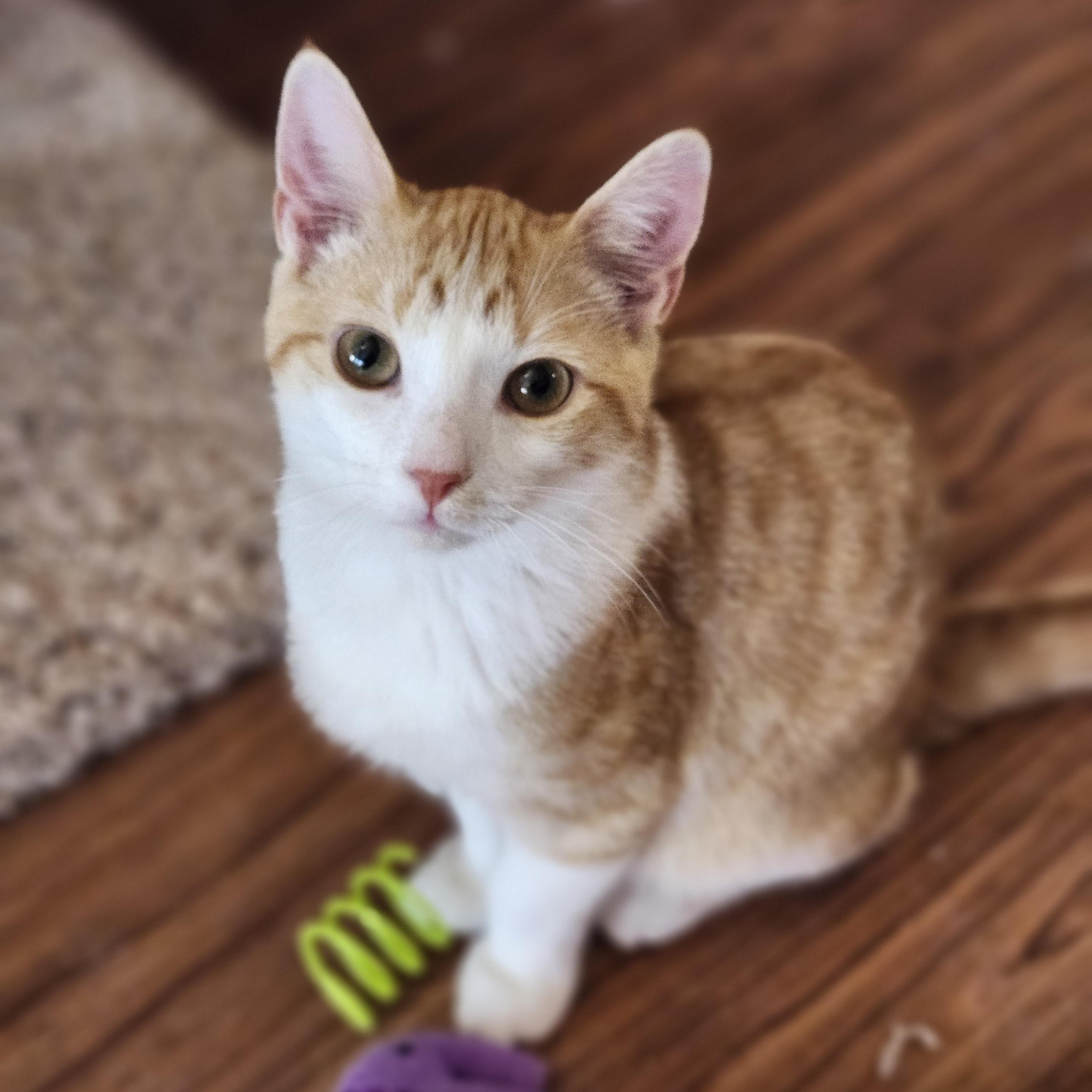 Enlarge Clark, a Adoptable mixed breed in Wild Rose, WI image 4/6