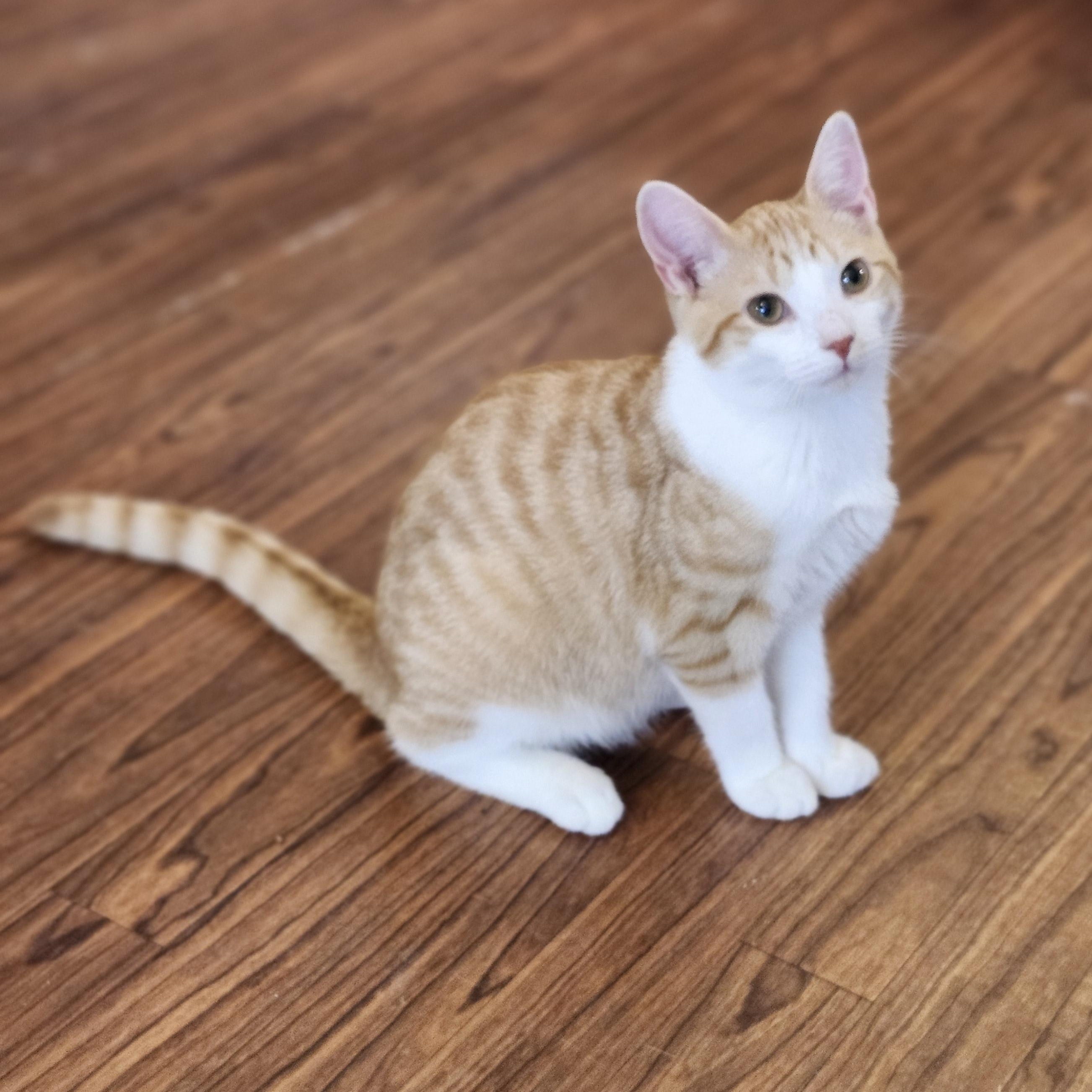 Clark, Adoptable, Kitten Male Domestic Short Hair & Tabby.