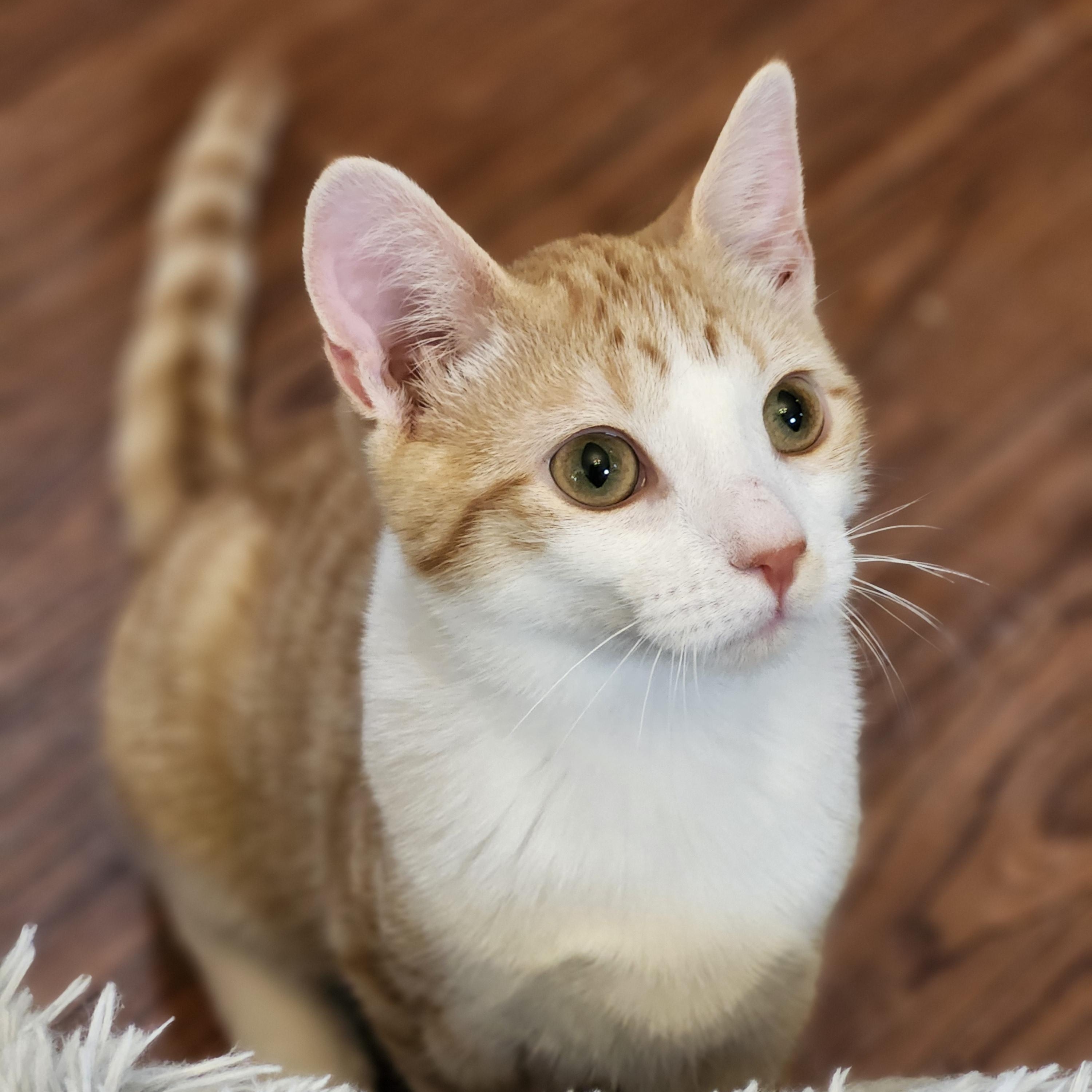 Enlarge Clark, a Adoptable mixed breed in Wild Rose, WI image 5/6