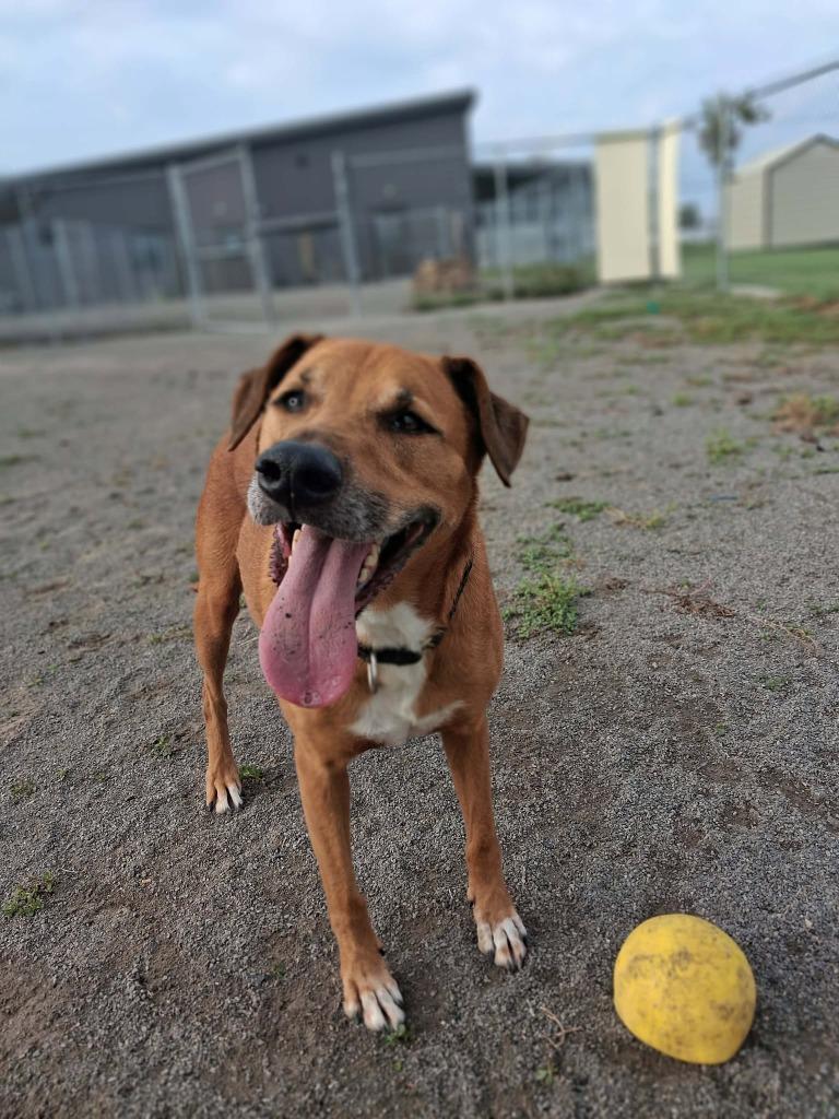 Enlarge Coltin (Shiloe), a Adoptable mixed breed in Van Wert, OH image 1/3