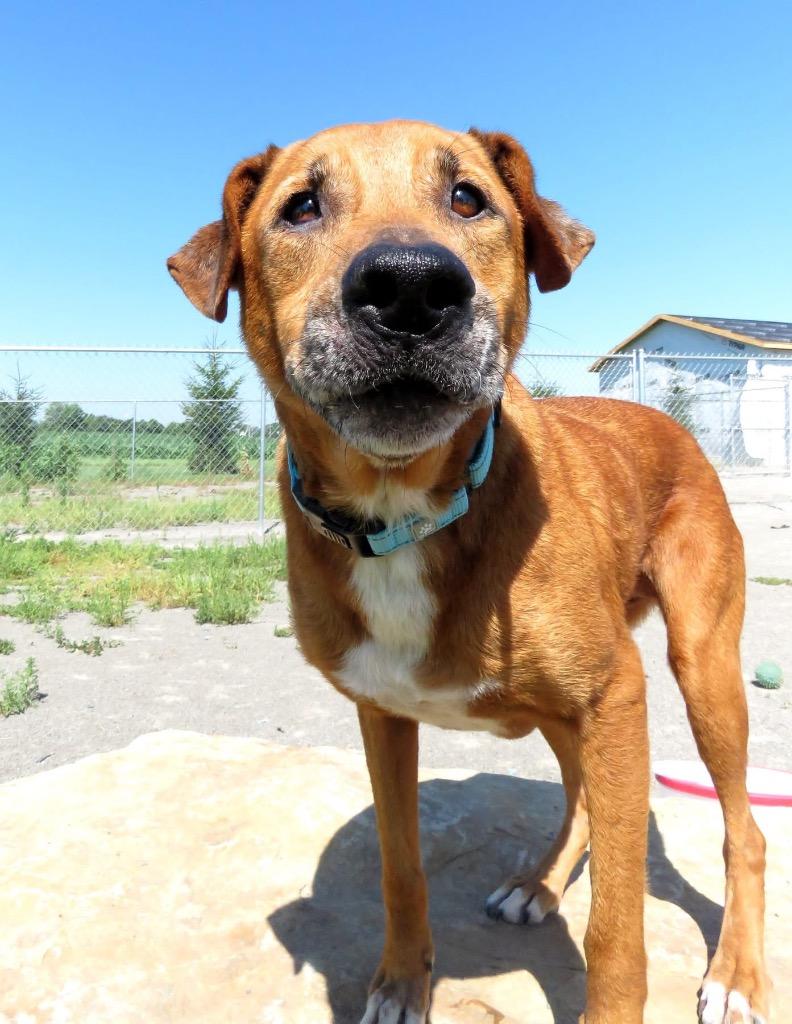 Enlarge Coltin (Shiloe), a Adoptable mixed breed in Van Wert, OH image 2/3