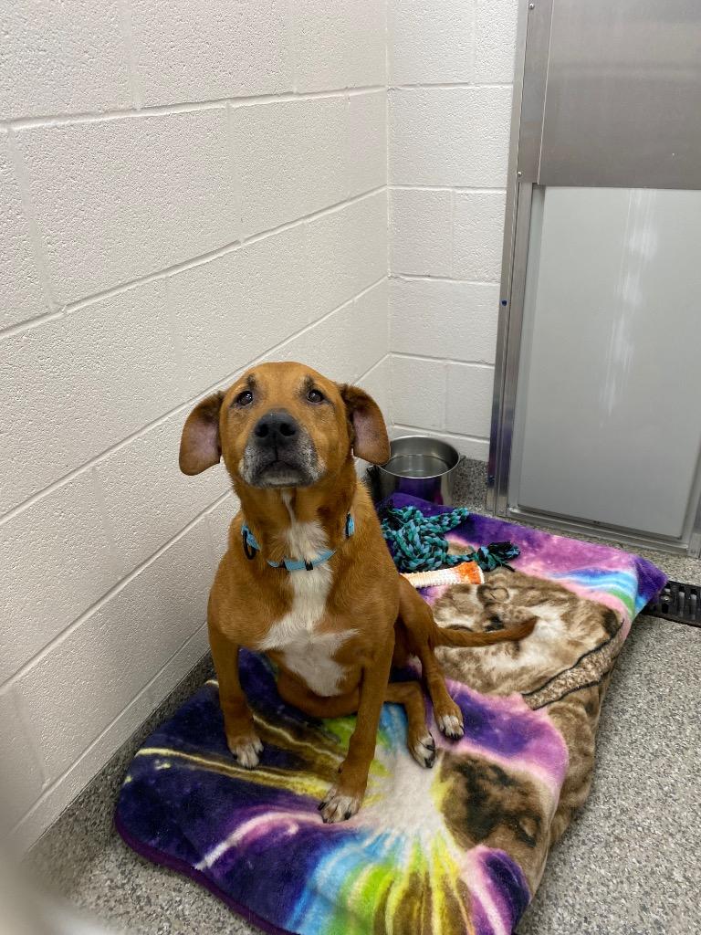 Enlarge Coltin (Shiloe), a Adoptable mixed breed in Van Wert, OH image 3/3
