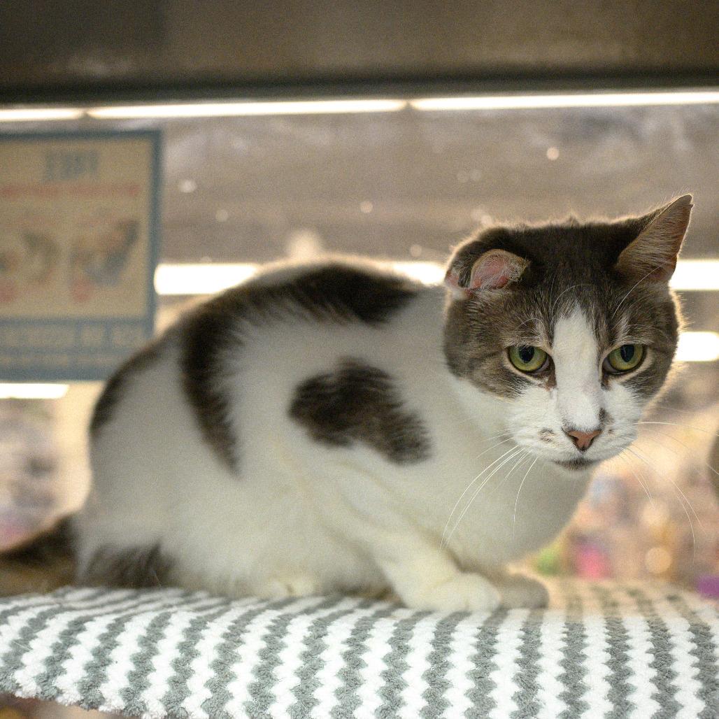 JoJi, an adopted Domestic Short Hair in Vallejo, CA image 4/5