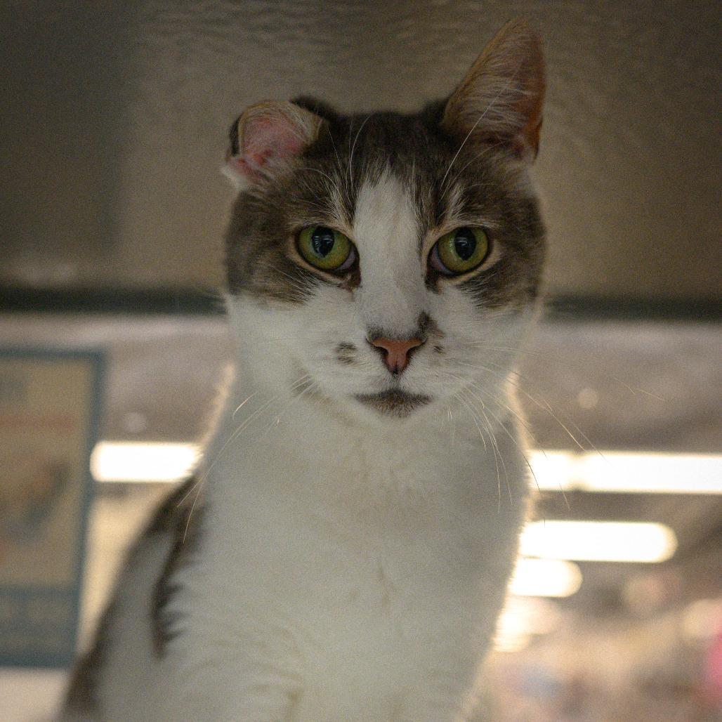 JoJi, an adopted Domestic Short Hair in Vallejo, CA image 5/5