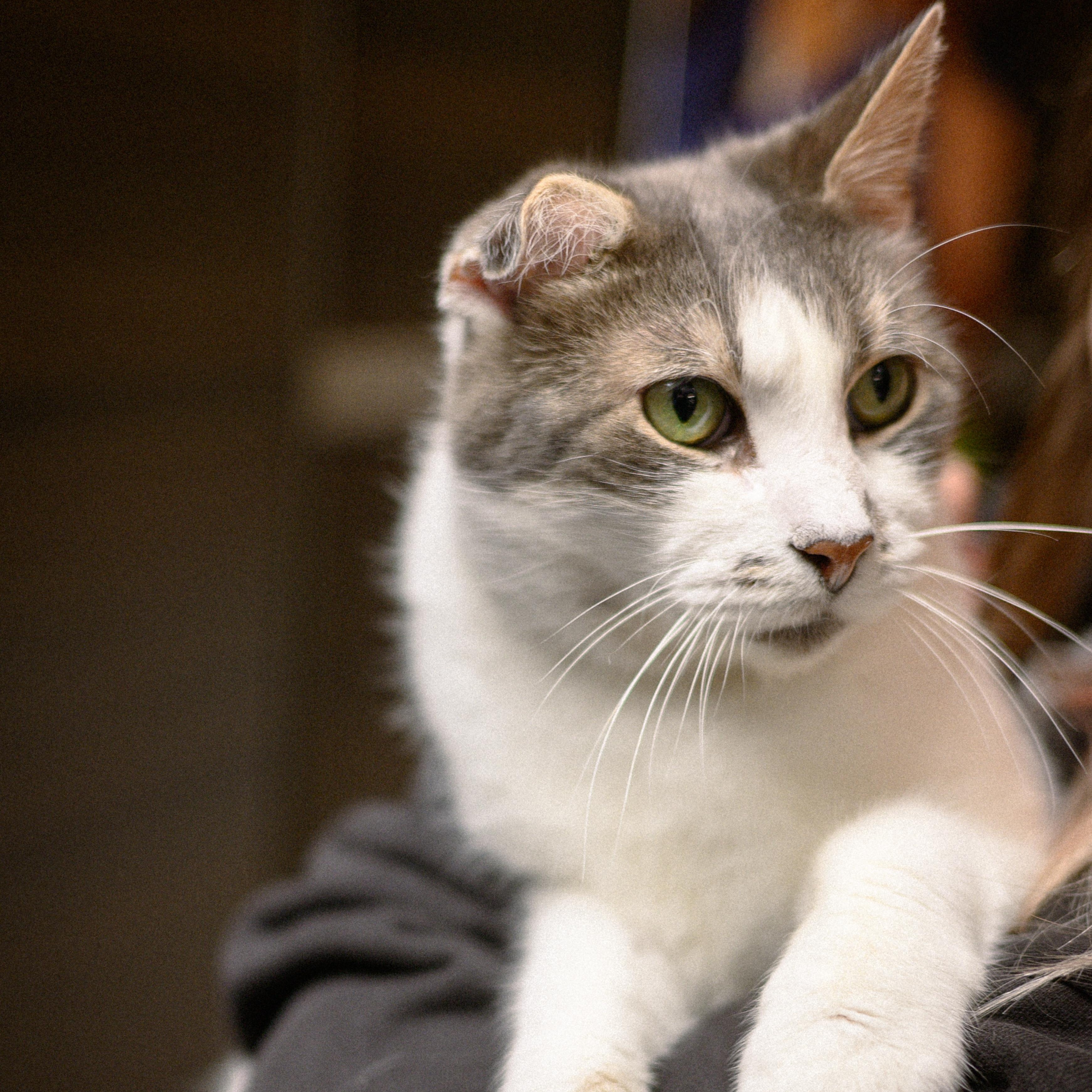 JoJi, adopted, Senior Female Domestic Short Hair.