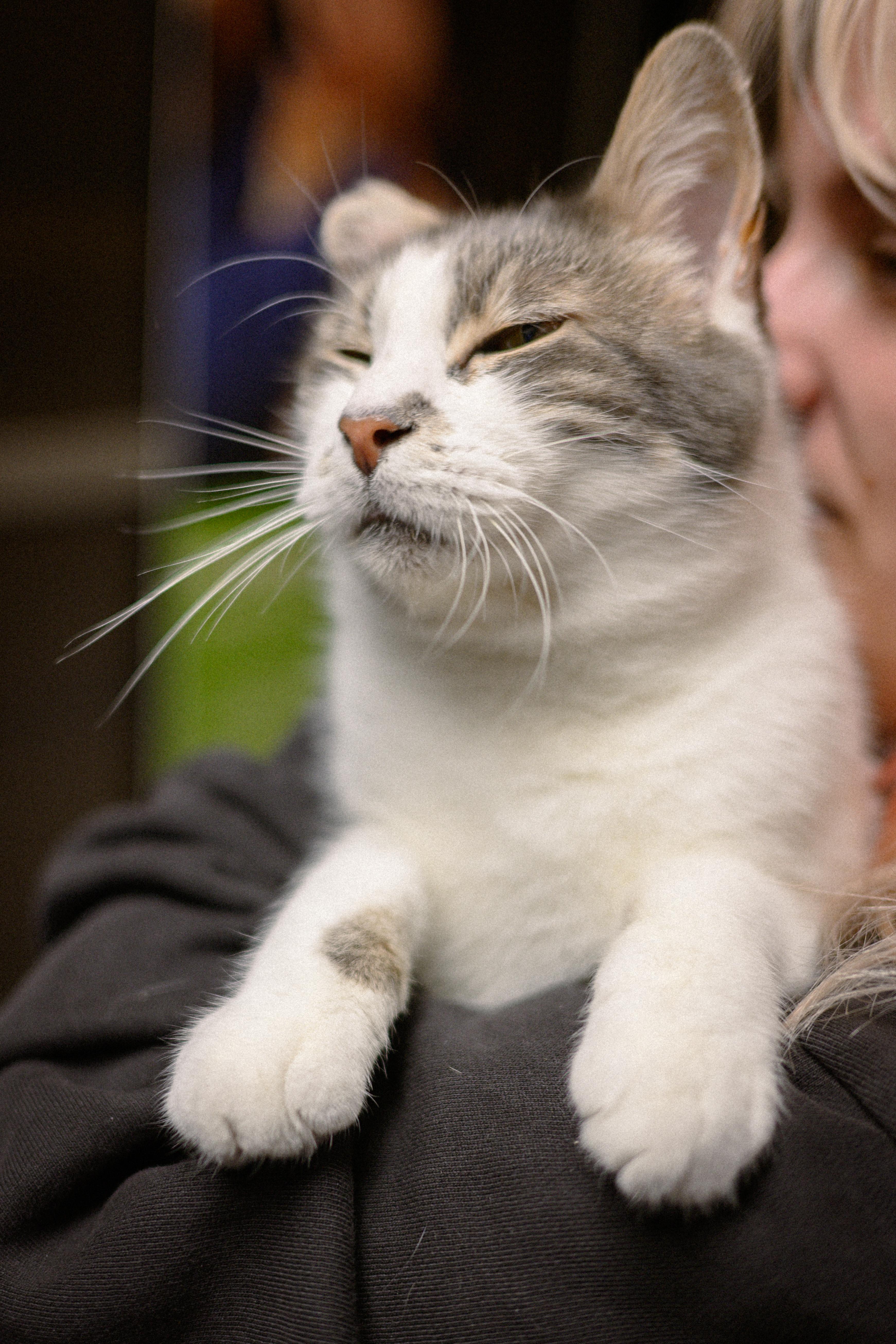JoJi, an adopted Domestic Short Hair in Vallejo, CA image 3/5