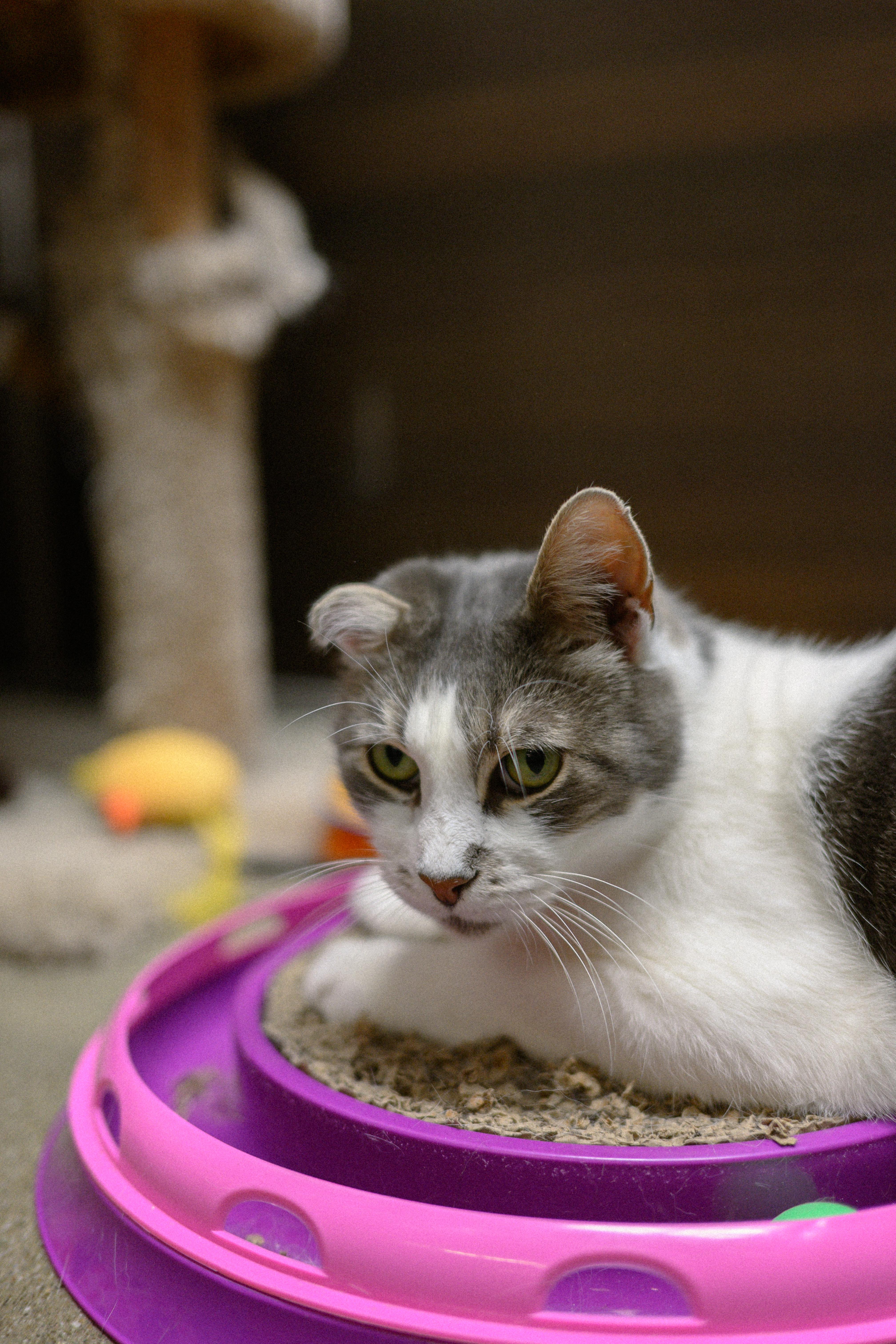 JoJi, an adopted Domestic Short Hair in Vallejo, CA image 2/5