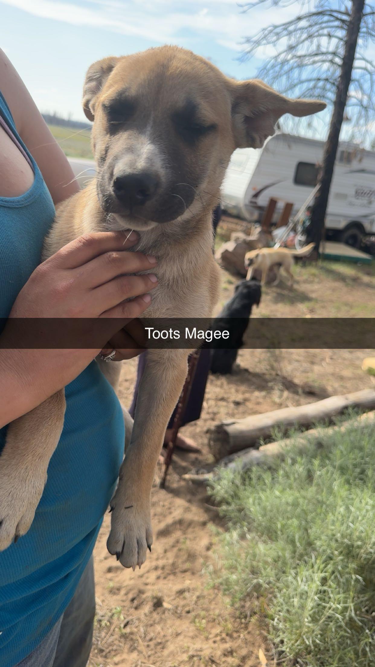 Tootss Magee, Adoptable, Young Female Black Mouth Cur & German Shepherd Dog.