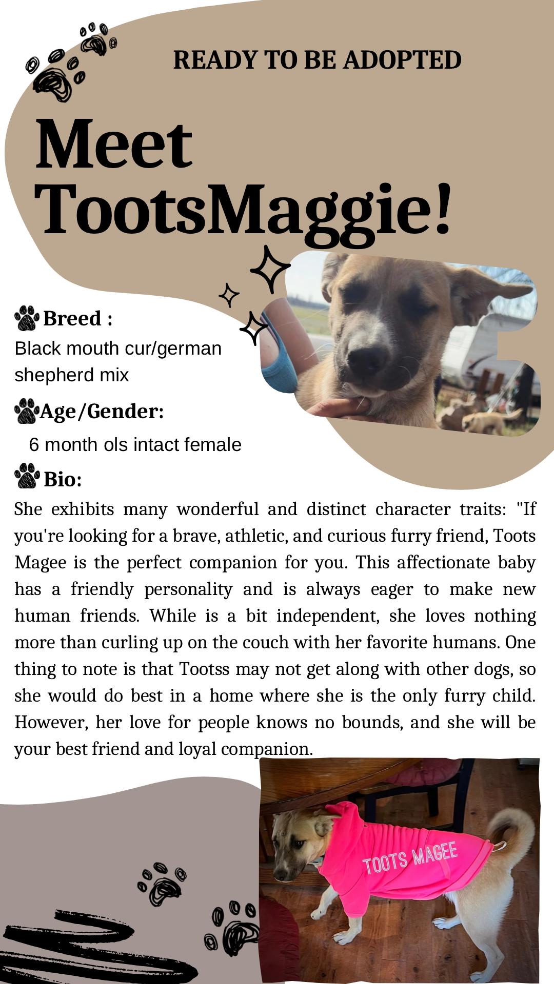 Tootss Magee, Adoptable, Young Female Black Mouth Cur & German Shepherd Dog.