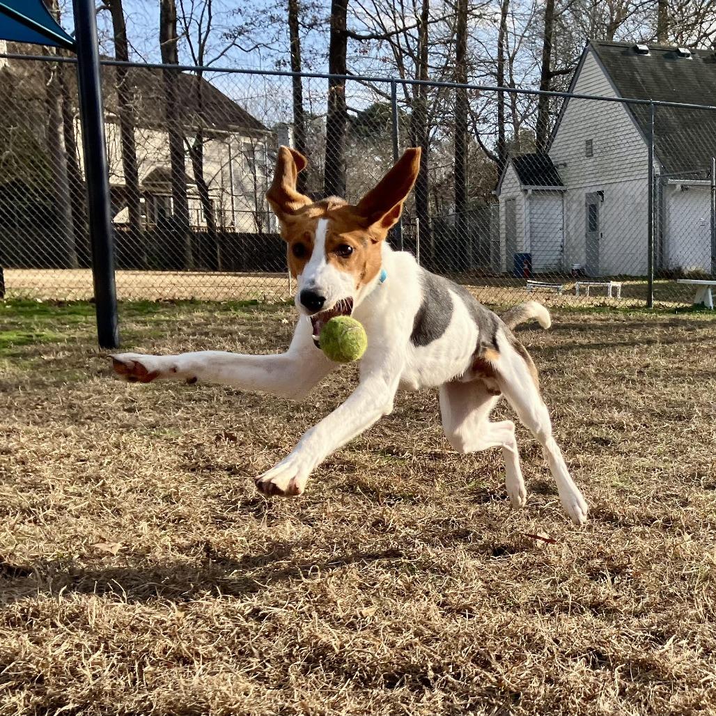 Copper, Adoptable, Young Male Hound.