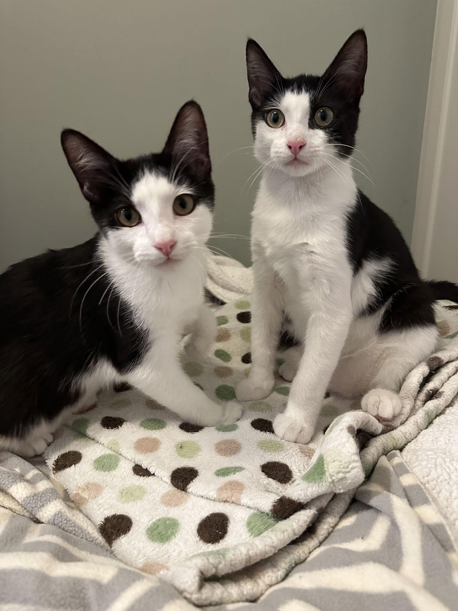 Katie C Ingram, a Adoptable Tuxedo in Saunderstown, RI image 1/3