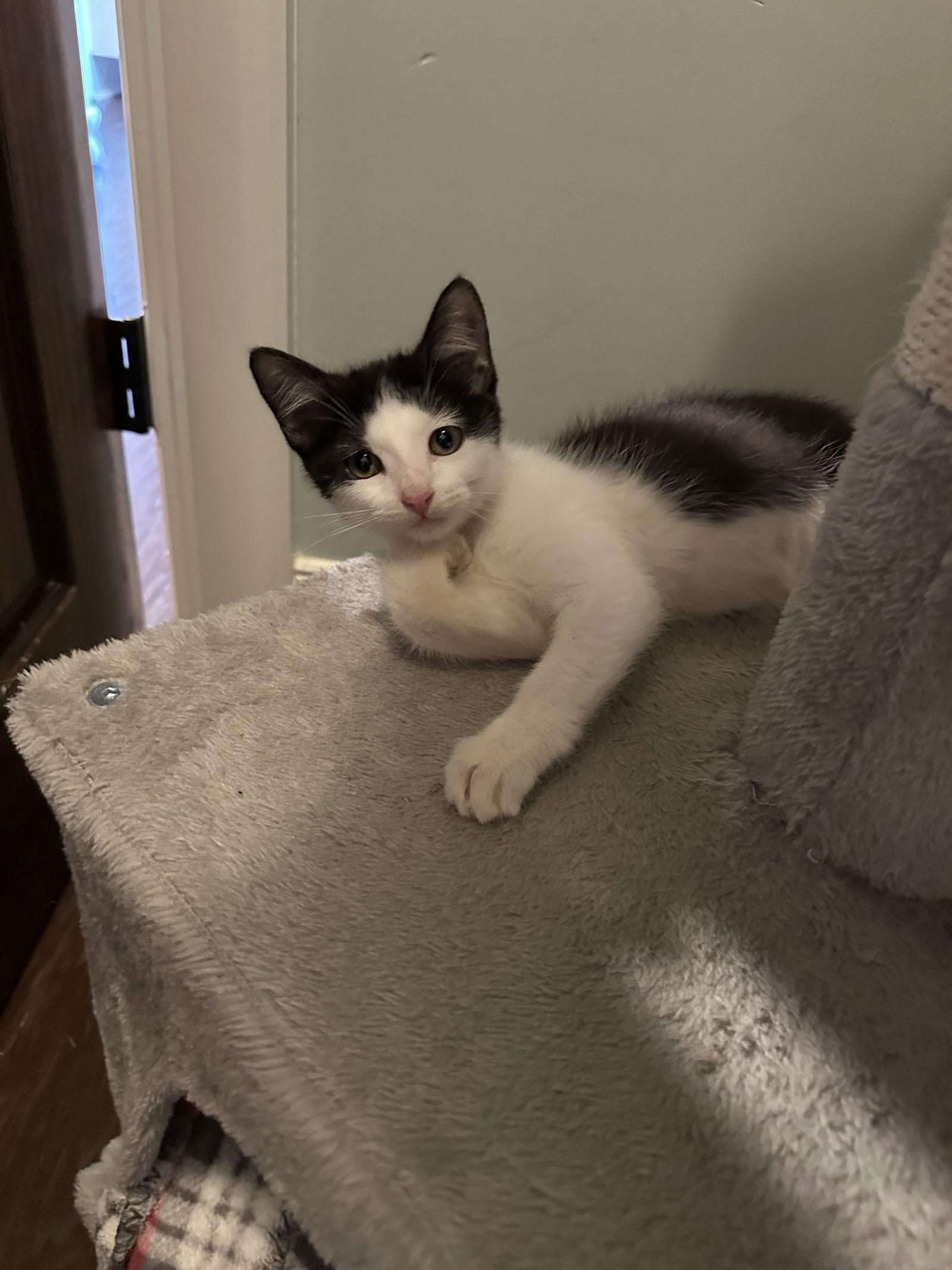 Katie C Ingram, a Adoptable Tuxedo in Saunderstown, RI image 2/3